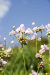 Pink flowers in field
