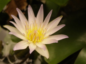 Lotus flower