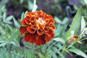 Marigold flower